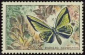 Papilio Supremus dentelé bleu foncé, vert foncé, rouge et jaune