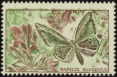 Papilio Supremus dentelé brun, vert clair et rouge